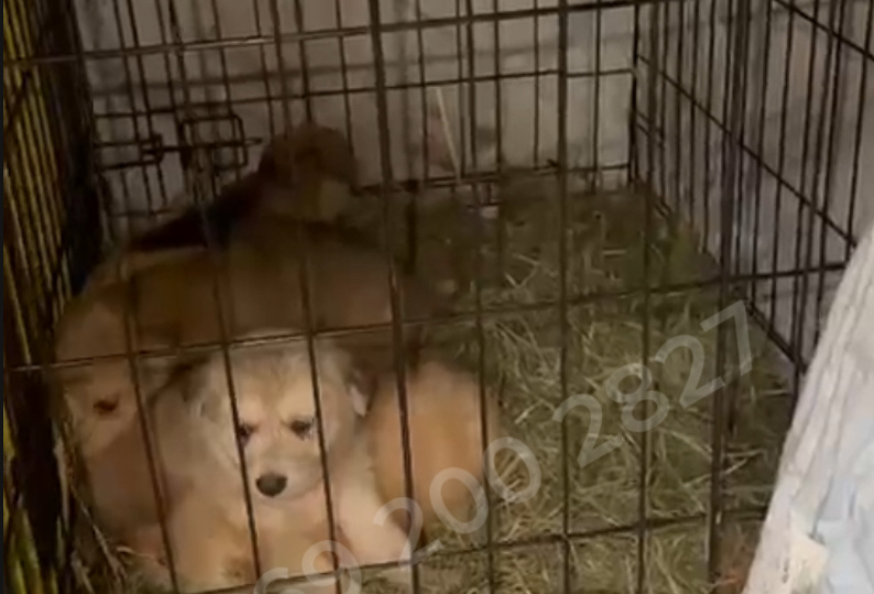 Новые жертвы усыпалки Гомеля😢