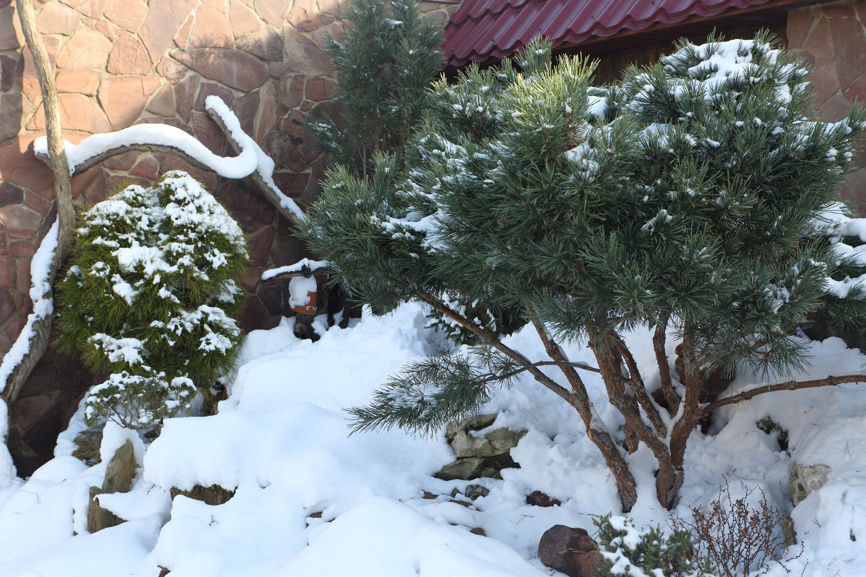 Хвойные на альпийской горке беспроблемно переносят зиму