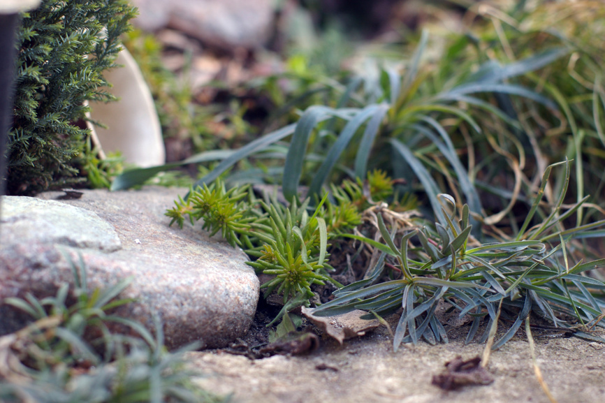 Древесная кора в качестве мульчи в холодный период