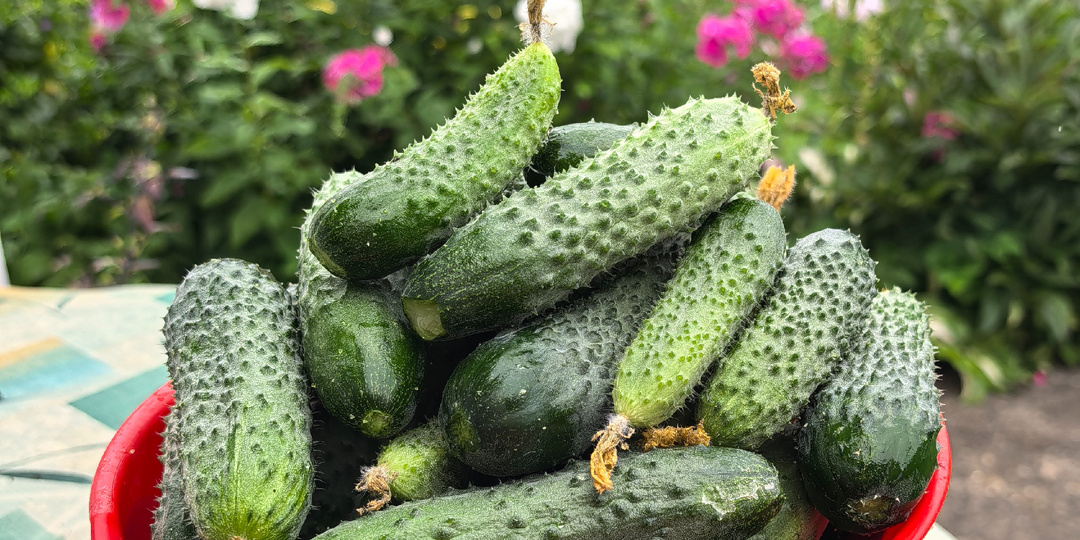 Вот эти  огурцы выбрала, чтобы  посадить в следующем сезоне, выбираем лучшие