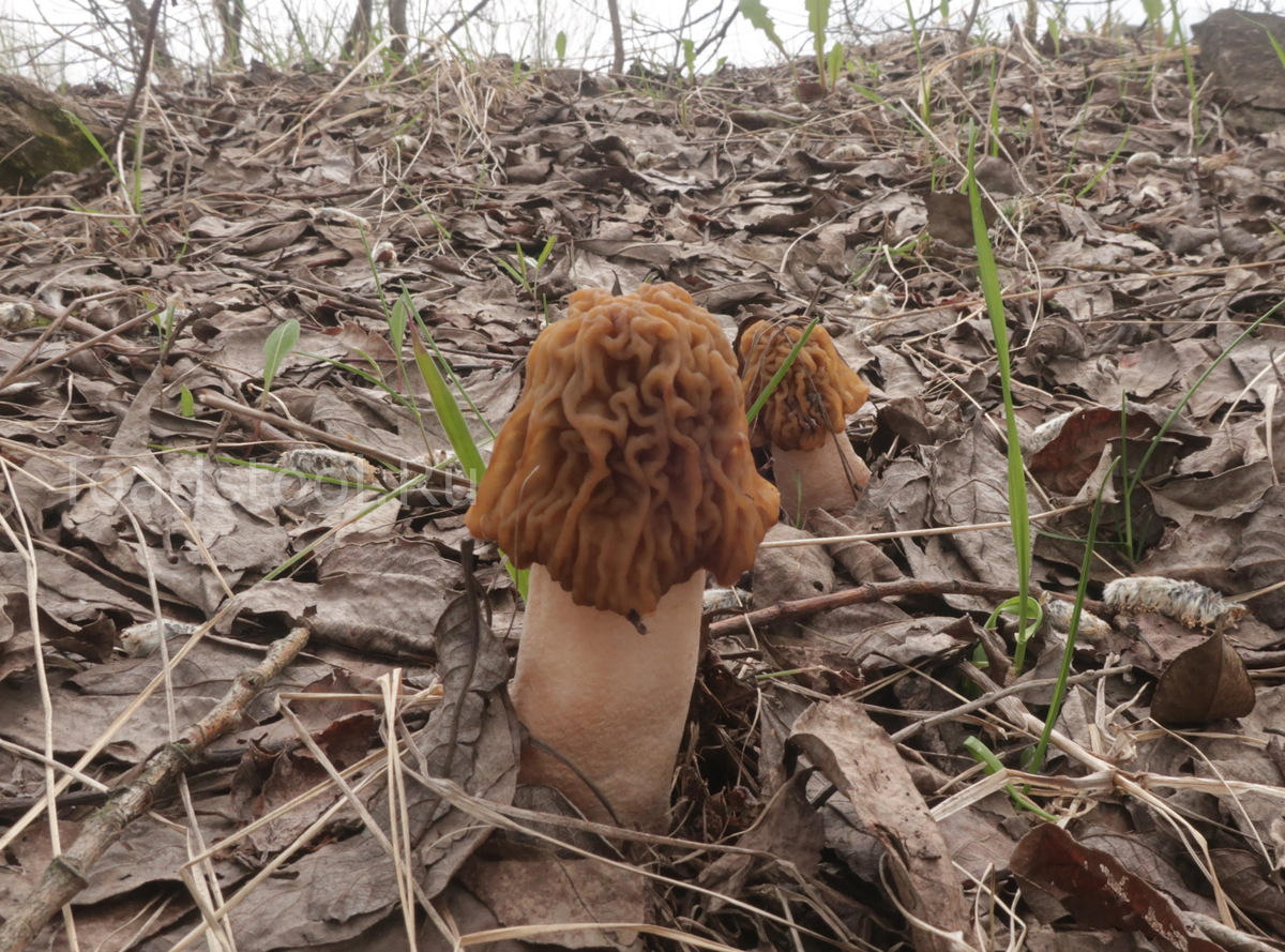 Сморчковая шапочка. Родовое имя Verpa получено от древнего ботаника Улофа Сварца. Что мы можем сказать за моральный облик ботаника? (фото И.Лебединского)