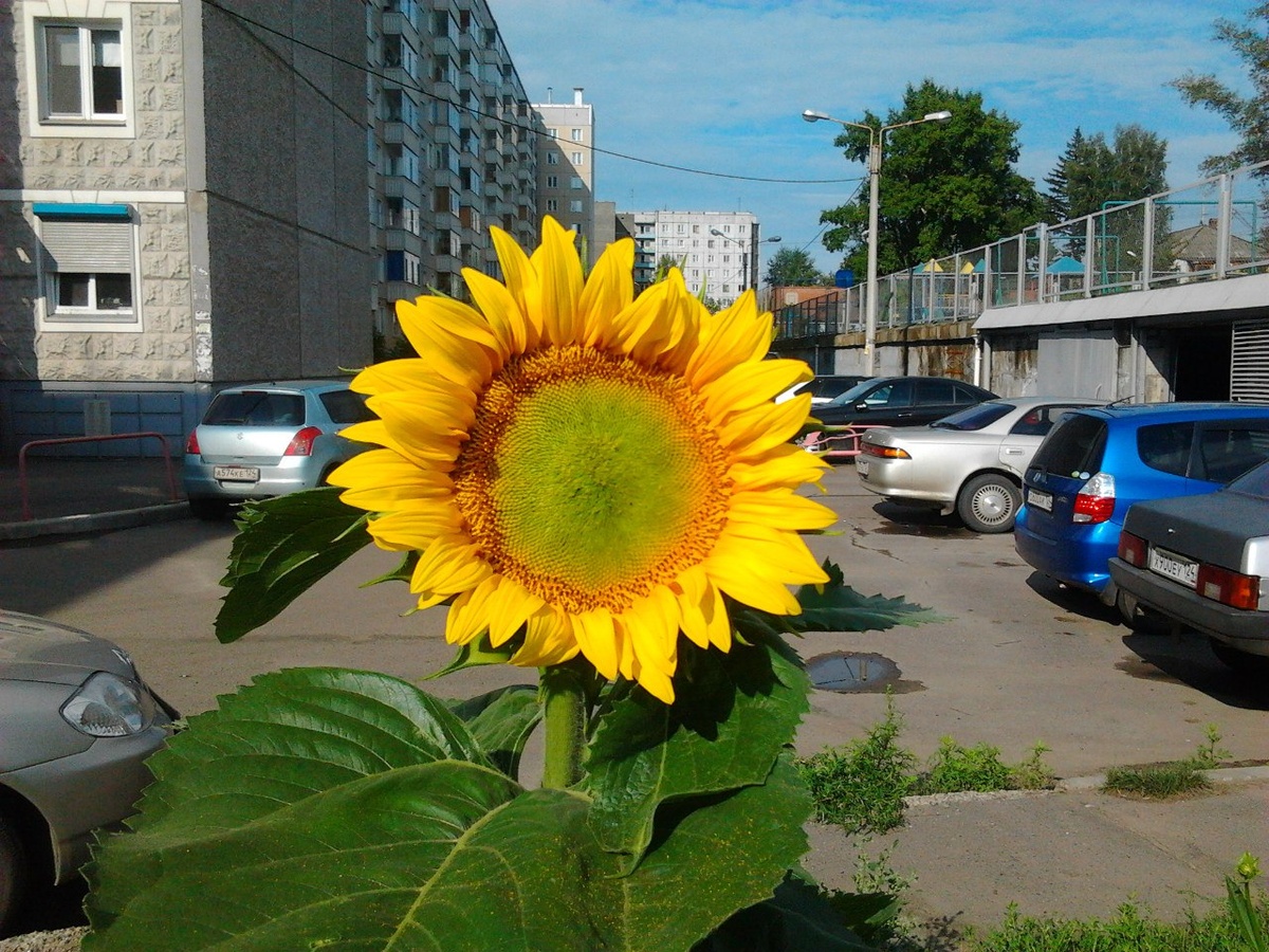 Вид из цветника, который посадили с друзьями во дворе 