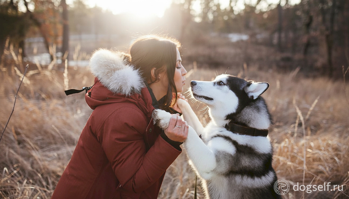 Взгляд в глаза собаке запускает окситоциновую петлю любви: уровень гормона привязанности растёт на 130% у собаки и 300% у человека | Иллюстрация: DogSelf