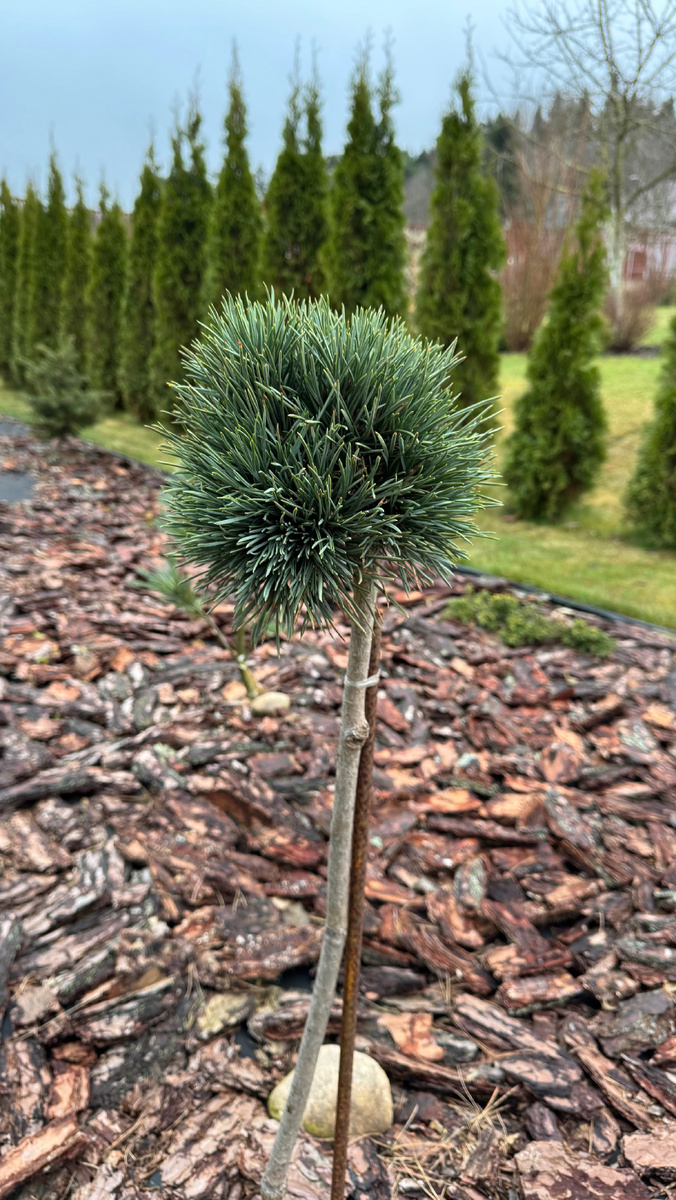 Сосна «Беннетс Компакт»