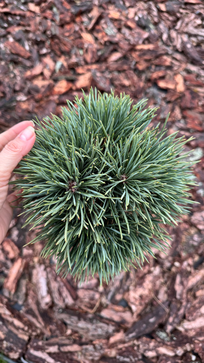 Сосна «Беннетс Компакт»