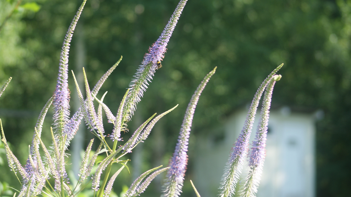 Вероникоаструм в моём саду
