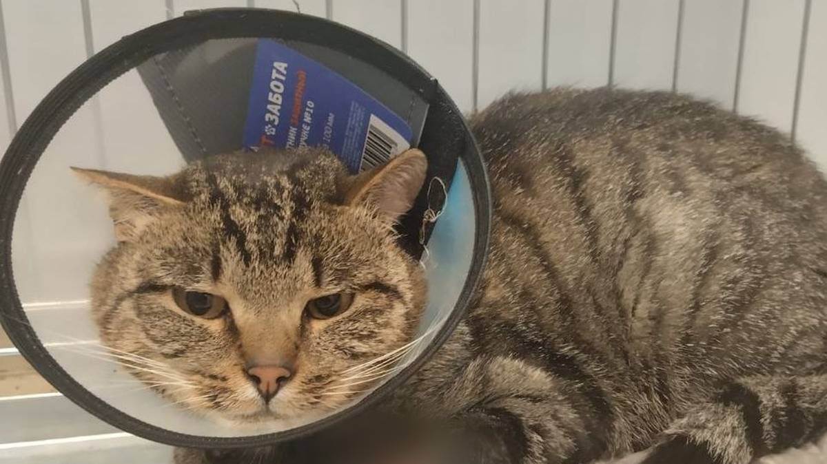    Фото: VK / Минсельхоз Московской области