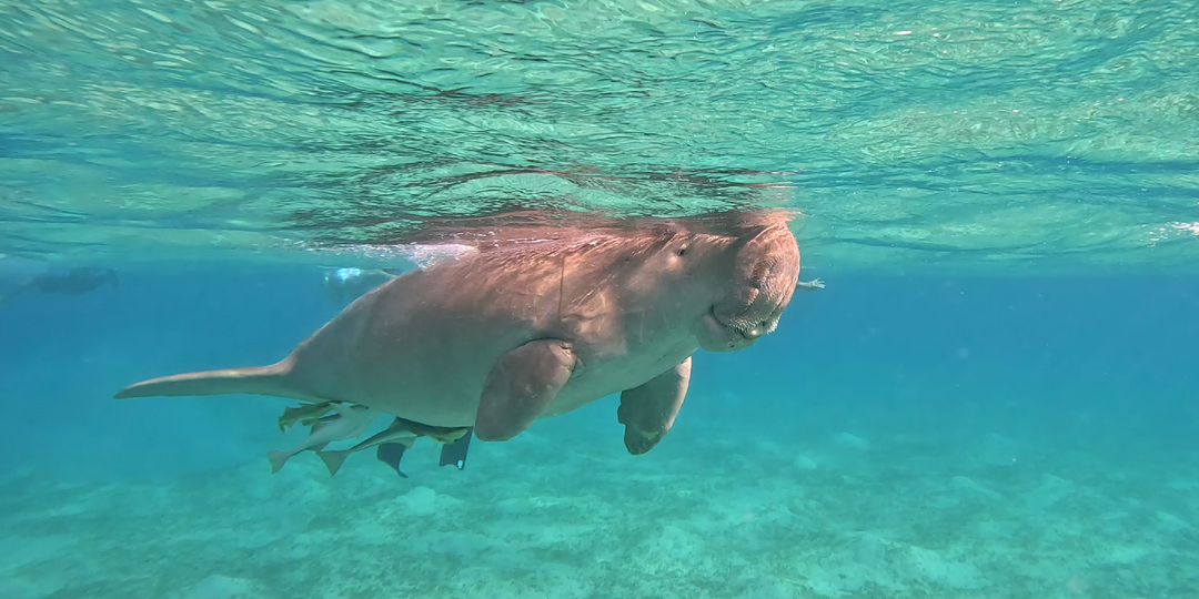 Встреча с морскими коровами в Египте: простой способ увидеть редких морских животных