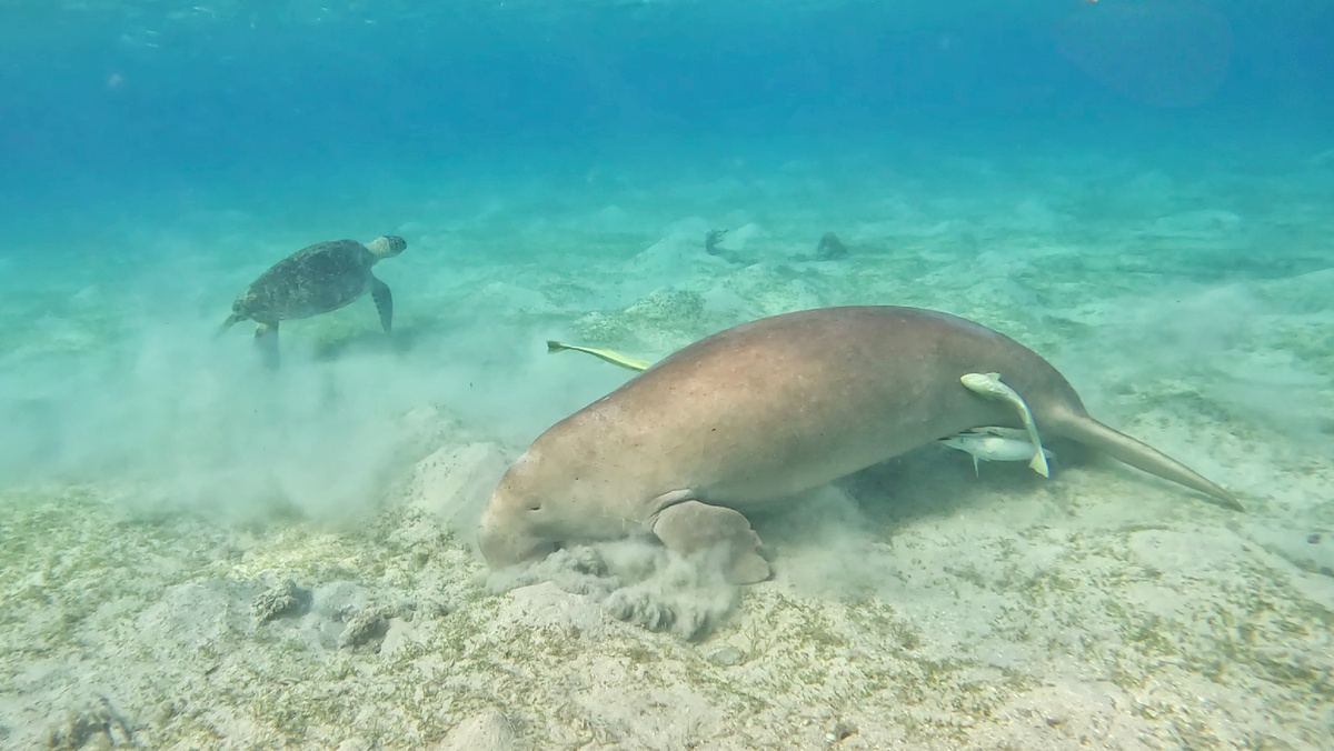 Моское пастбище
