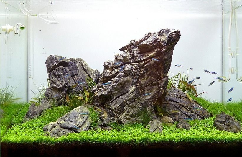 На заднем плане видно стайку рыбок неонов. Фото из открытых источников.