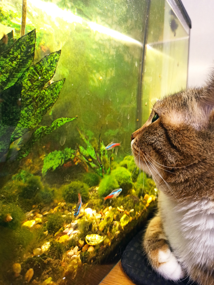 Аквариум очень нравится Фане, она всегда рядом.