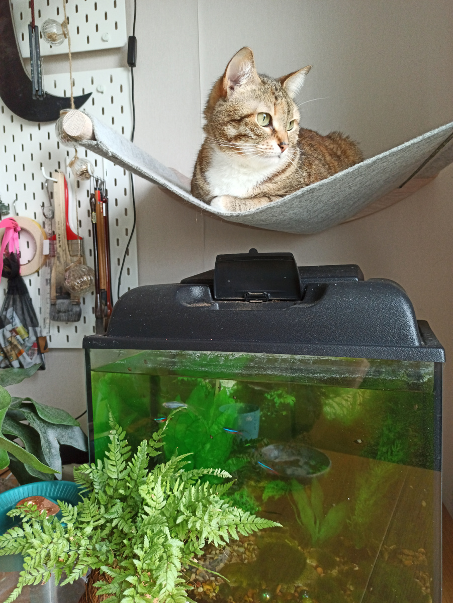 Летом над аквариумом вешается гамак.