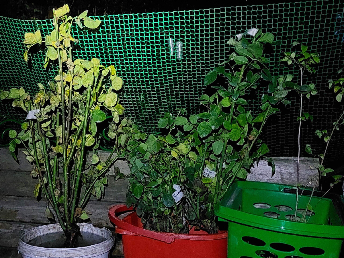 Вот такие саженцы роз 