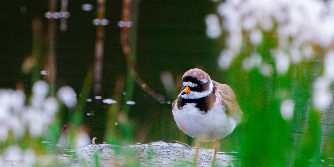 Галстучник - 10 интересных фактов