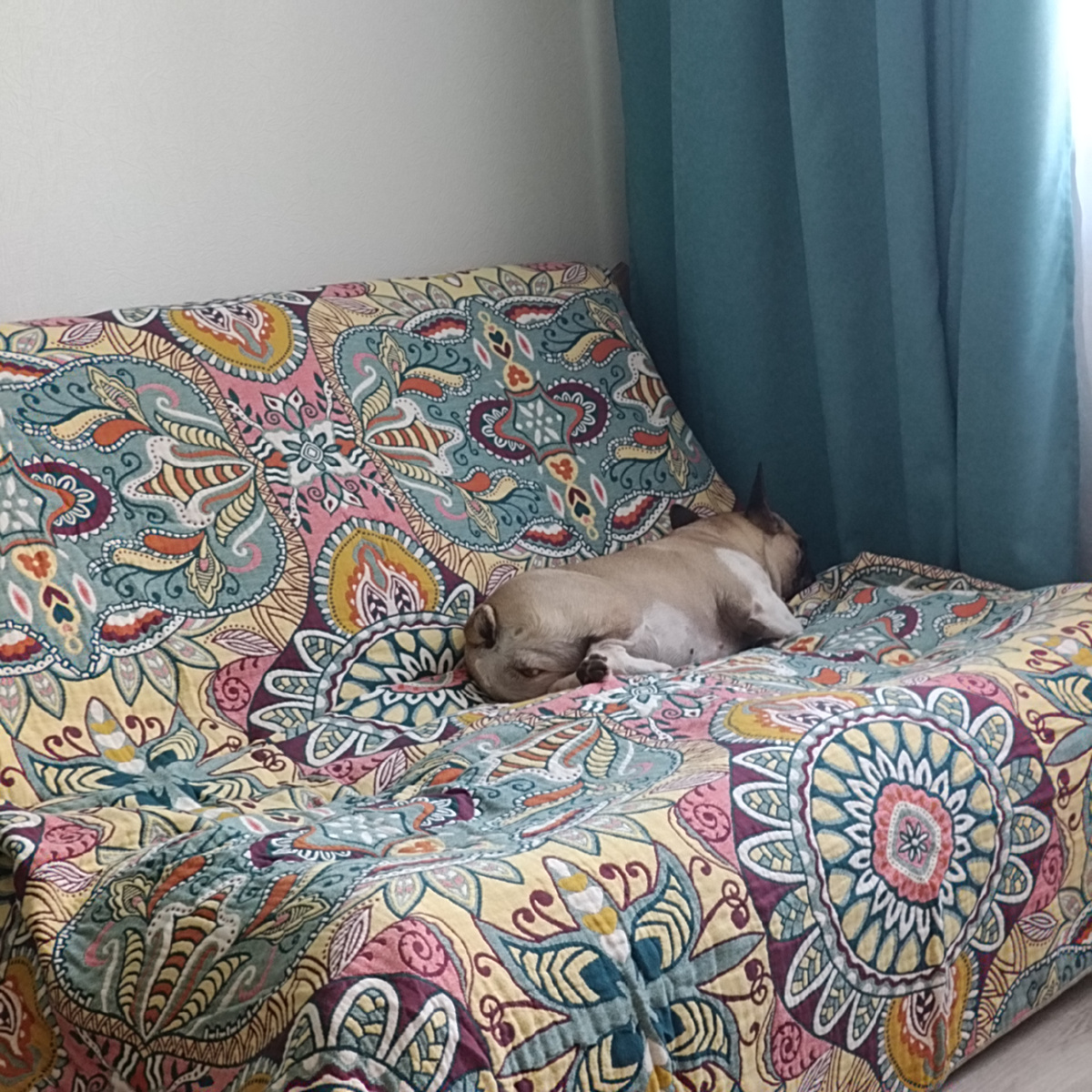 Главное украшение интерьера дрыхнет на новом покрывале