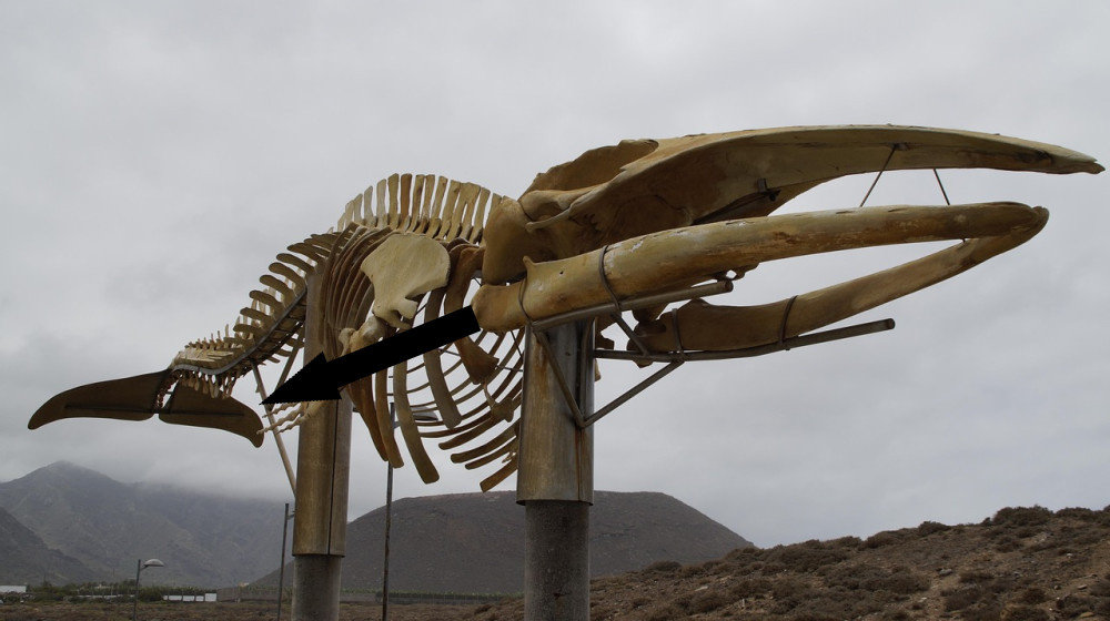    Древняя хищная кита с огромными глазами и острыми зубами оказалась "обманчиво милой"