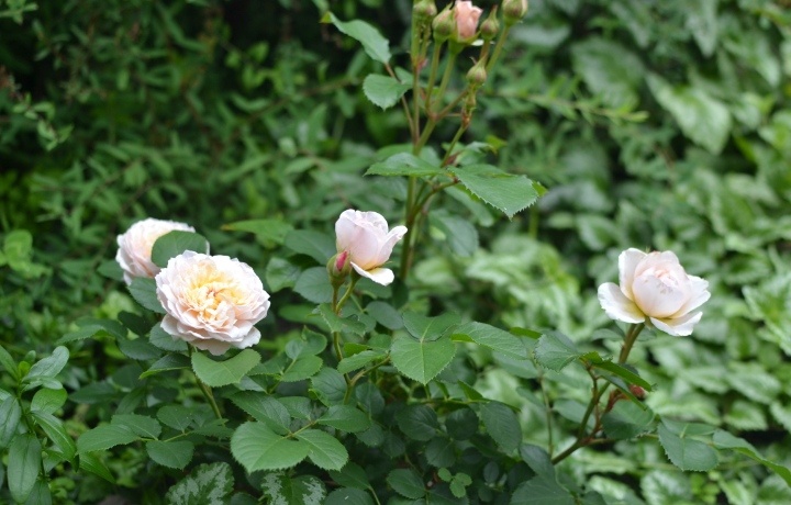 Эмили Бронте, первогодка