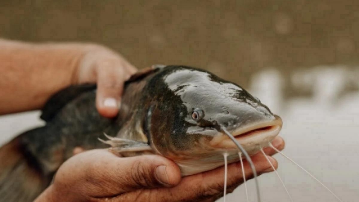    Завод рыбных кормов за 1,5 млрд рублей построят в Балашовском районеНовости Саратова и области – Сетевое издание «Репортер64»