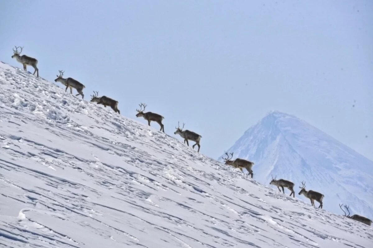    Стадо оленей перекрыло дорогу по пути к зимним пастбищам На Камчатке