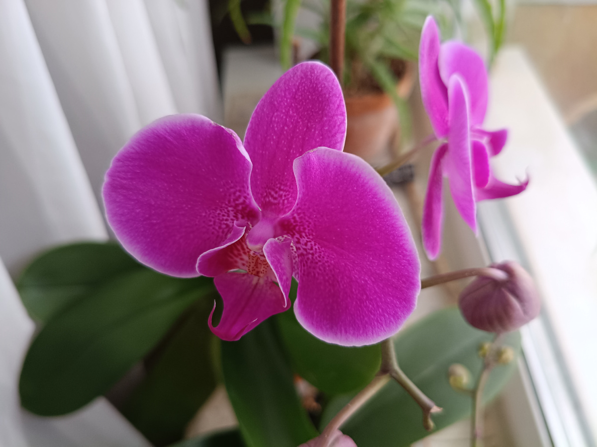 Фото автора. Расцвела орхидея у моей мамы. У неё хорошо растут комнатные цветы. А все цветы ей дарит моя дочь, её внучка. 