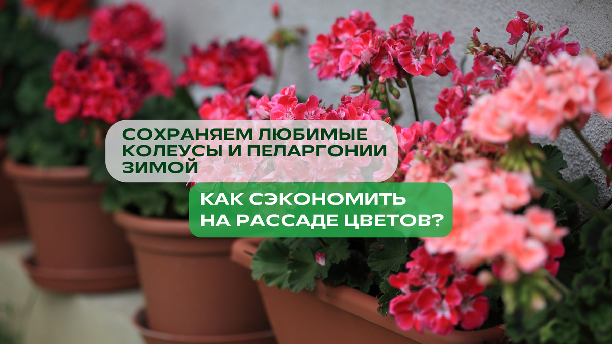 Осенью рука не поднимается выбрасывать яркие колеусы и пышные пеларгонии.
Хорошая новость — их можно легко сохранить до весны и даже размножить!