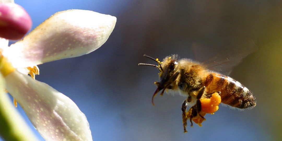 25 интересных фактов о пчелах и меде