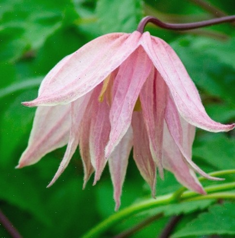 Клематис Пинк Свинг (Pink Swing) - 1 группа обрезки