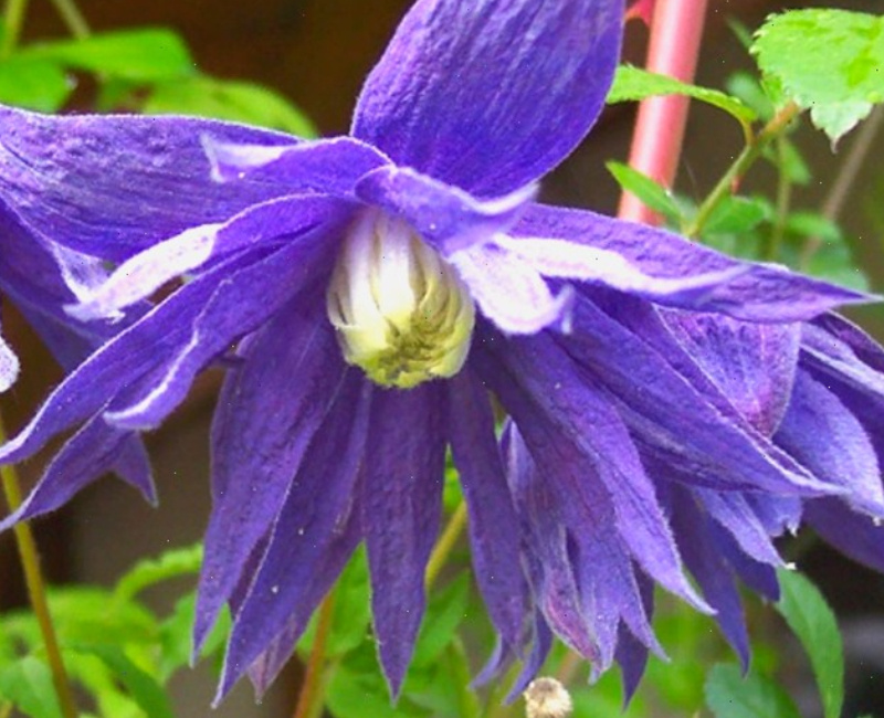 Клематис Джиска (Jiska) - 1 группа обрезки