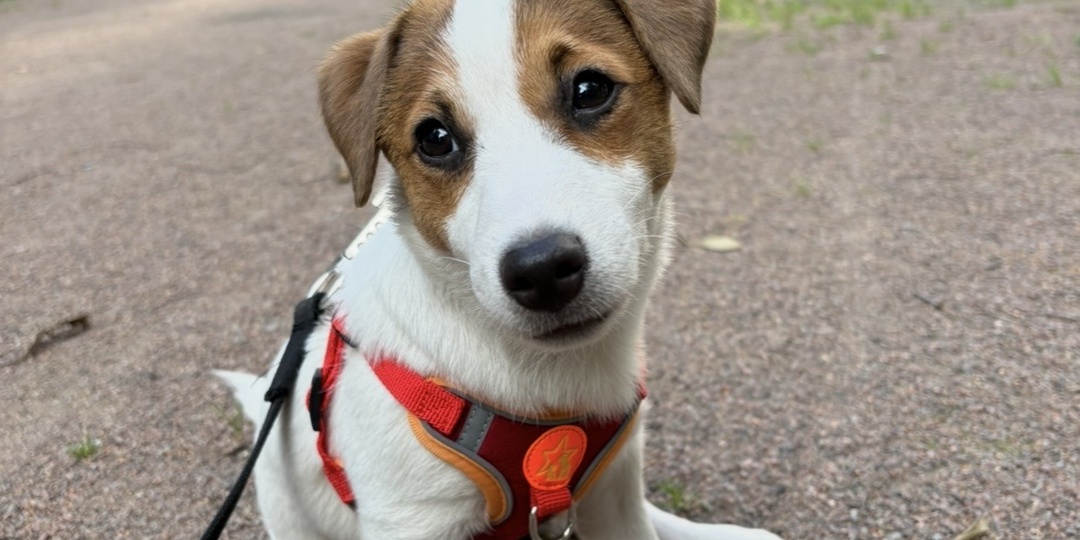 Наш Джони, он же Джек Рассел терьер!