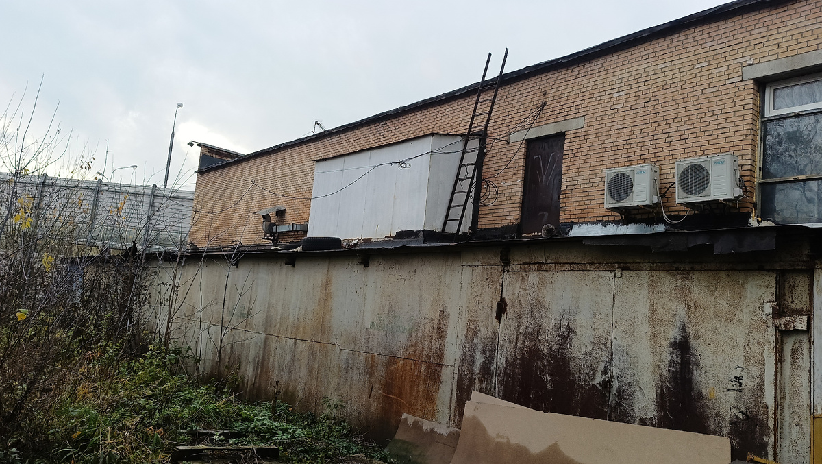 На фото, найди кота, а точнее 3-х.