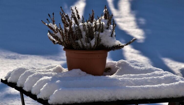    Дачные хлопоты. Снег как удобрение — миф или правда? Фото: Waldemar Brandt on Unsplash