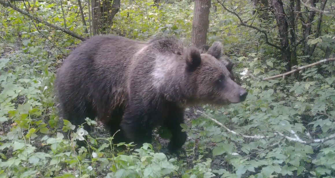 Медведица Маша с двумя медвежатами в августе 2025 года кормилась в рябиновом саду в 50 метрах от жилых домов.