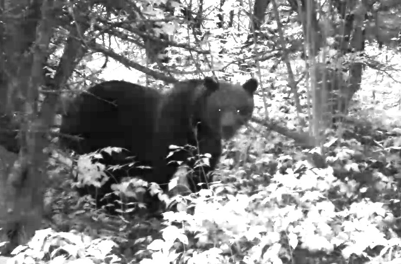 Нюша под яблонями в саду