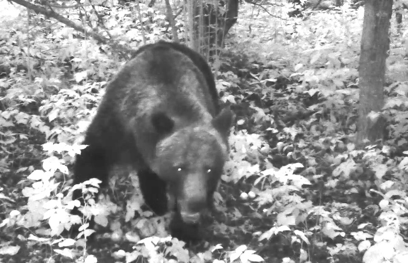 Нюша заинтересовалась фотоловушкой, но её не тронула 