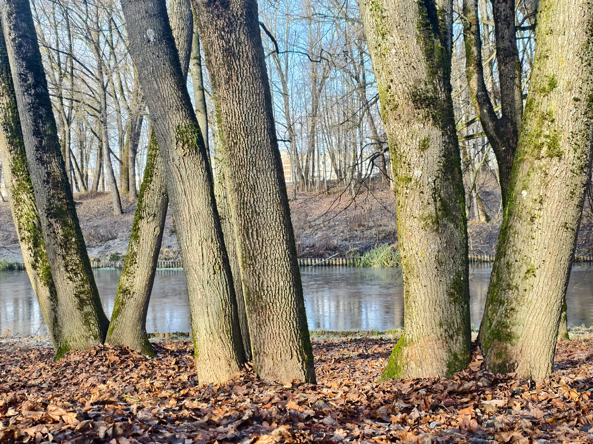 В осеннем парке 
