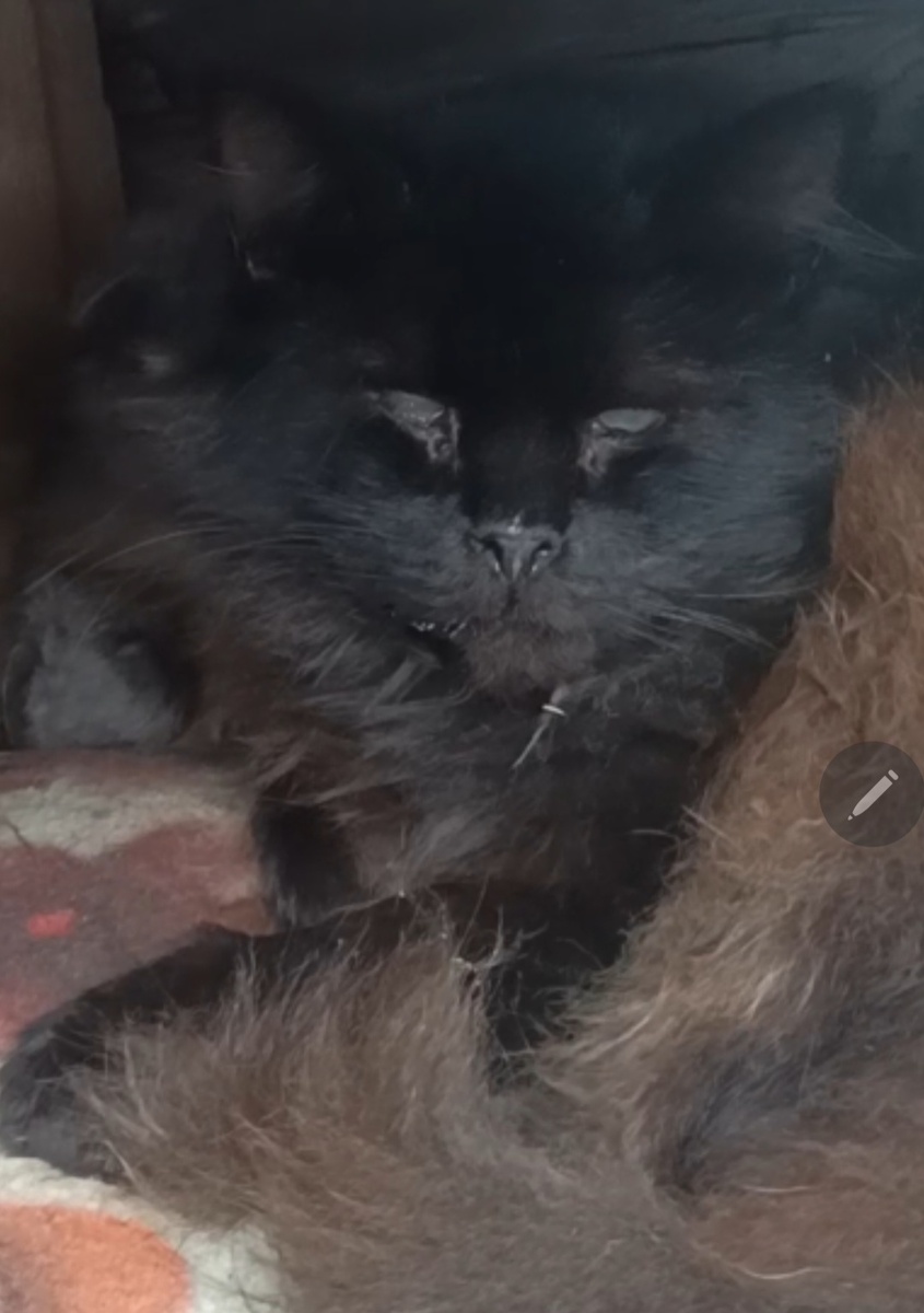 Котик с больными глазками 💔