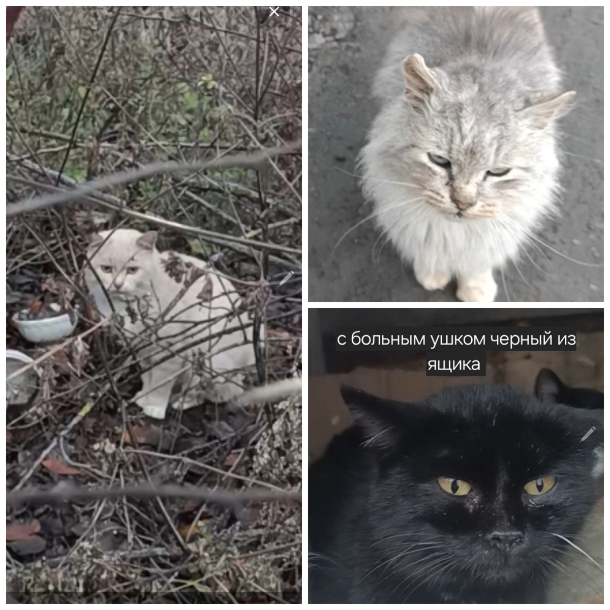 Их ждут дома♥️