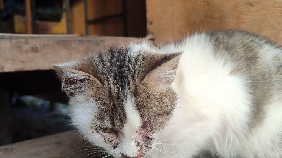 Котики замерзают у храма, солдаты просят помощи пушистым товарищам, а у нас даже корма нет