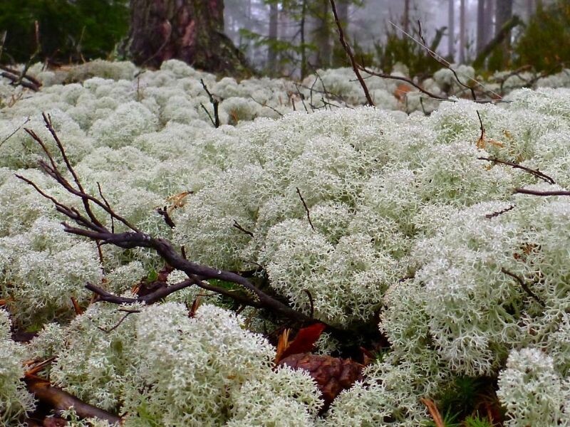 Исландский мох в природных условиях