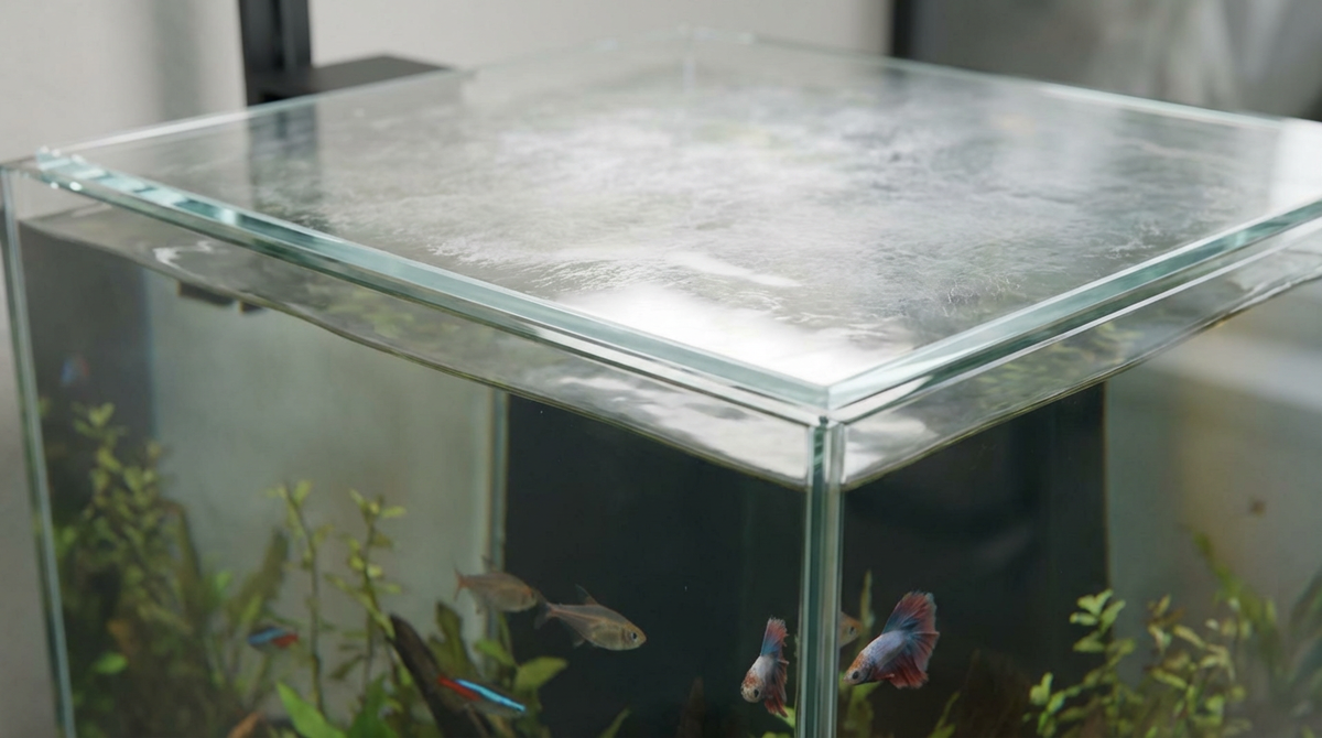 На поверхности аквариума появляется белая плёнка 