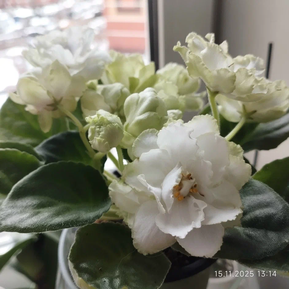 АЛЕН Кисти хмеля 