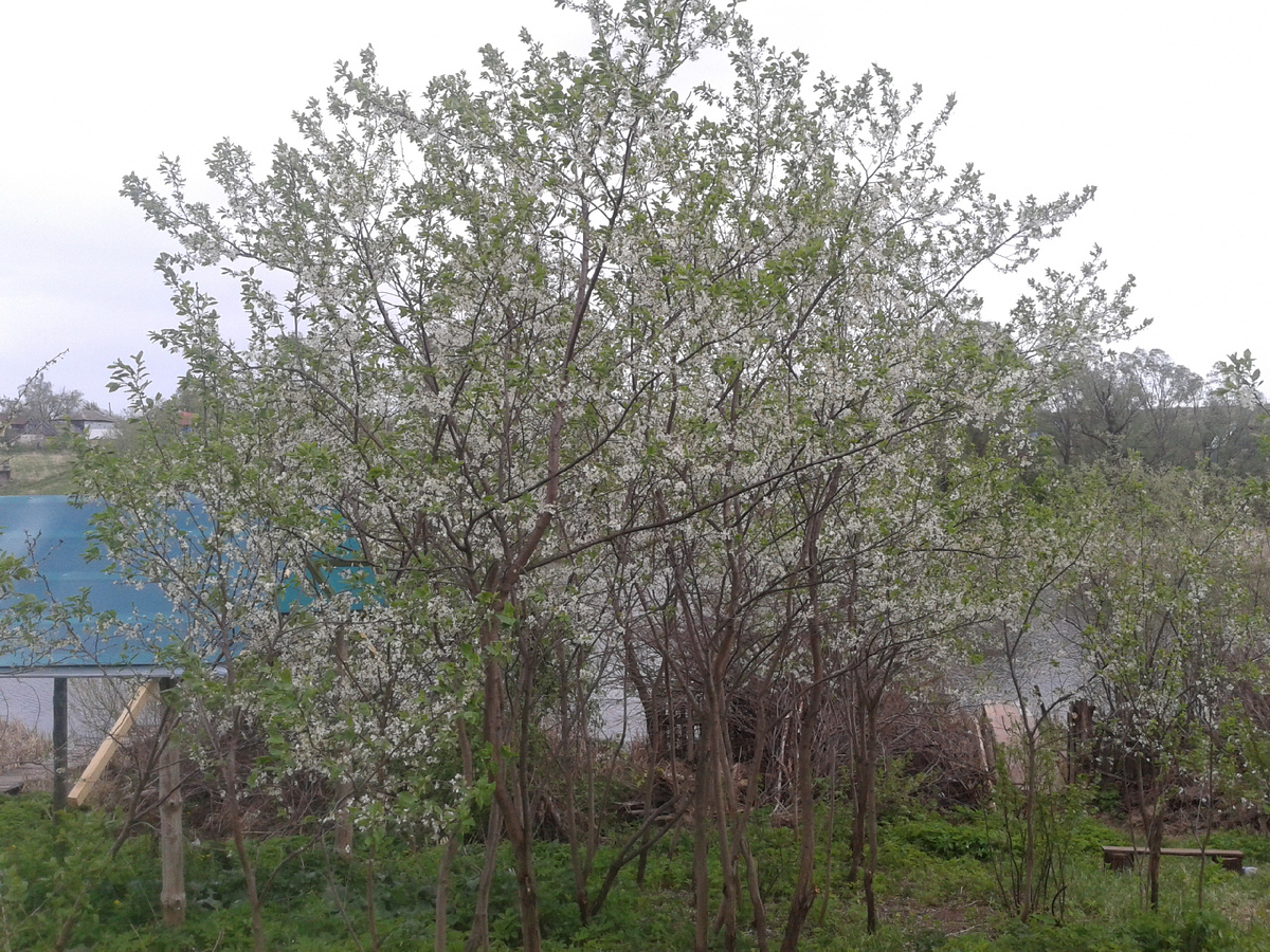 Деревня весной