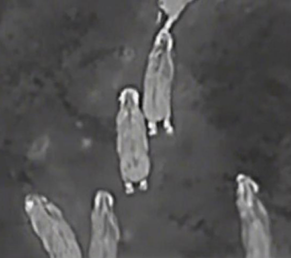 Съемка бегущих кабанов ночью с дрона