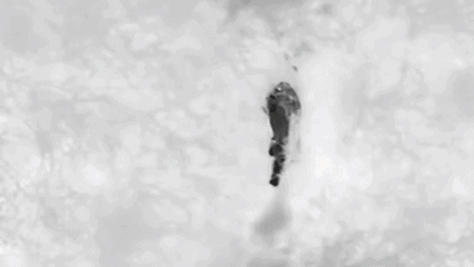 Дрон роняет стрелу на кабана (гифка)