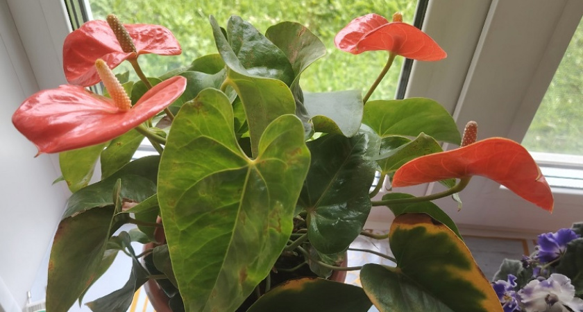    Цветок «мужское счастье»: почему антуриум не выпускает бутоны — ошибка в горшке, которую допускает каждый