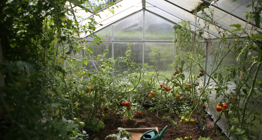    В ноябре обязательно нужно пролить теплицу: вся зараза исчезнет за зиму. Средство из СССР для здорового урожая