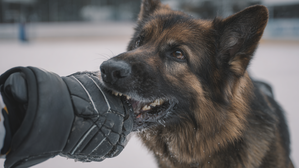     Служебная собака укусила хоккеистов перед матчем КХЛ в Минске РЕН ТВ