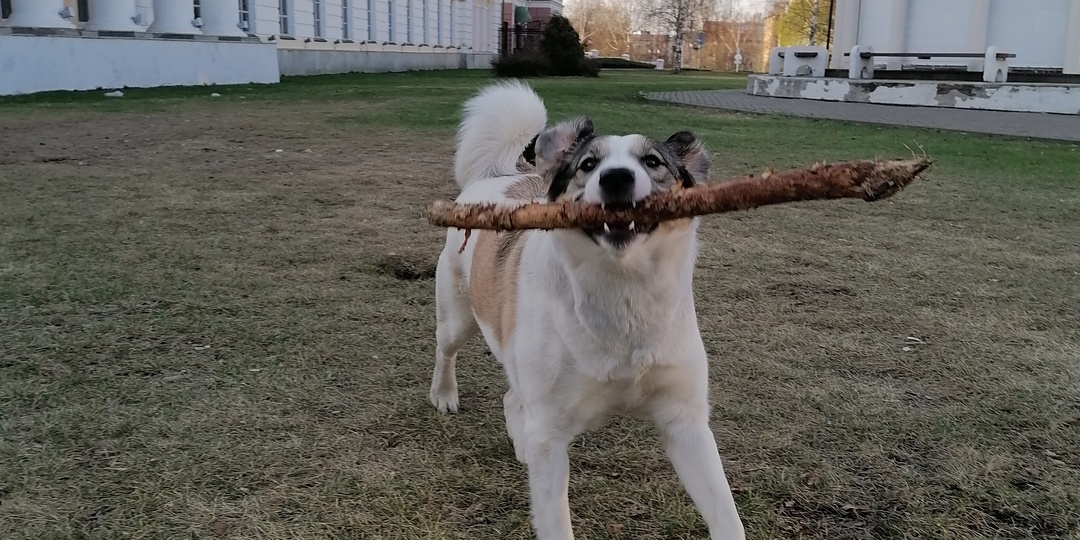 "Собачий вопрос" - новое в законодательстве