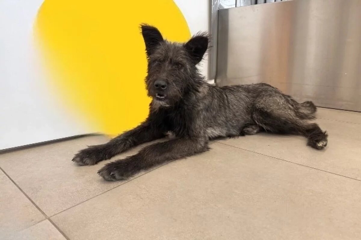    Собака выбирала рейсы и пыталась улететь из Хабаровска