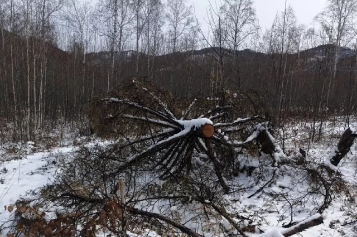    Черные лесорубы вырубили 62 кубометра деревьев в Забайкалье